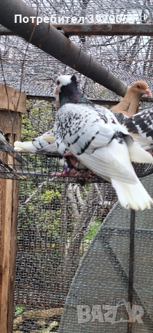 Продавам Нюмберски гълъби, снимка 6 - Гълъби - 52589187