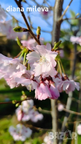 Японска Вишна, Prunus Accolade, снимка 6 - Градински цветя и растения - 54116099