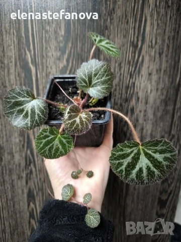 Саксифрага (Saxifraga) – студоустойчива