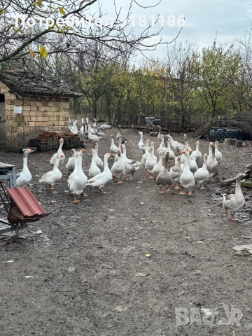Продавам гъски, снимка 2 - Патици и гъски - 52357848