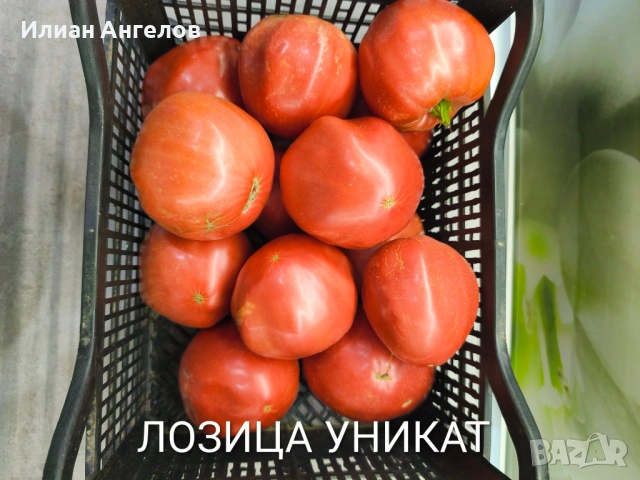 Семена от стари селски сортове домати,краставици и други, снимка 12 - Сортови семена и луковици - 52629365