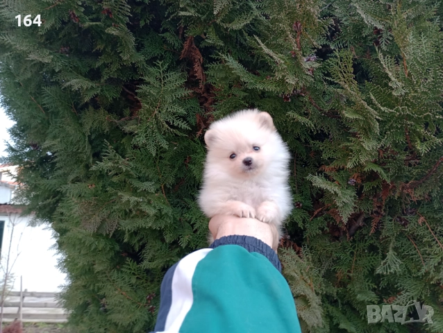 Женски Померани. Реални снимки от 22.12.25 г, снимка 8 - Померан - 52829028