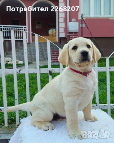 Labrador retriever puppies - Astorela kennel, снимка 4 - Лабрадор ретривър - 45256494