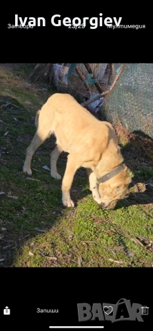 Kankalka, снимка 6 - Кангал - 53637437