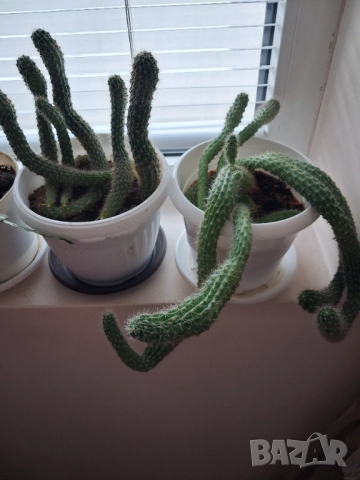 Кактус - две саксии, снимка 2 - Стайни растения - 52295804