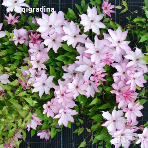 Clematis Omoshiro (Клематис Омоширо), снимка 2 - Градински цветя и растения - 49273507