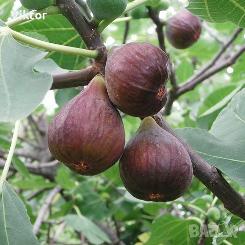 смокинови дръвчета 