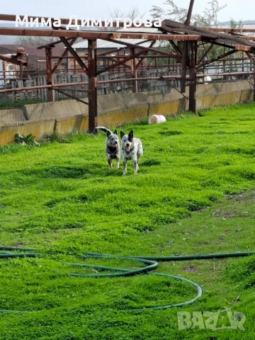 Продавам Кеталдог, снимка 12 - Други - 52574446