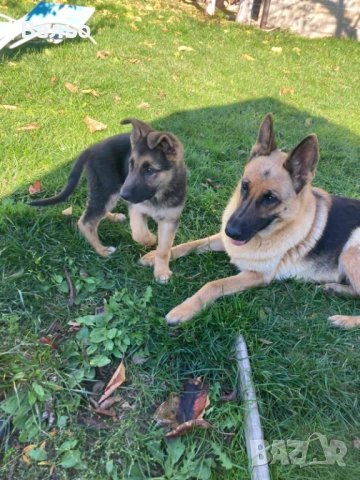 немска овчарка, снимка 5 - Немска овчарка - 52858509