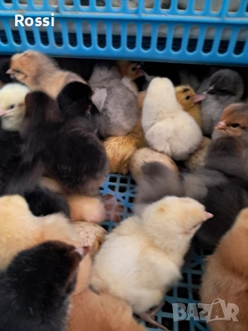 Селски, дворни пиленца