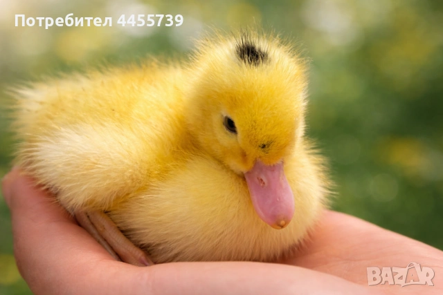 Новоизлюен мюлар