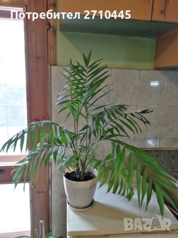 Палма "Хамедорея елеганс" , снимка 3 - Стайни растения - 45154452