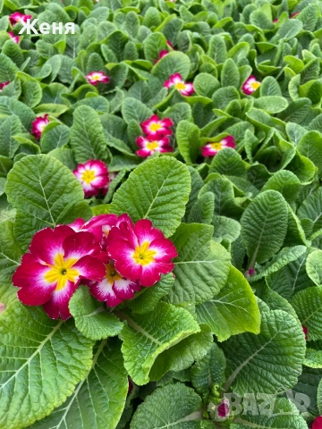 Иглика ( примула ) ТОП ЦЕНА, снимка 9 - Градински цветя и растения - 53356989