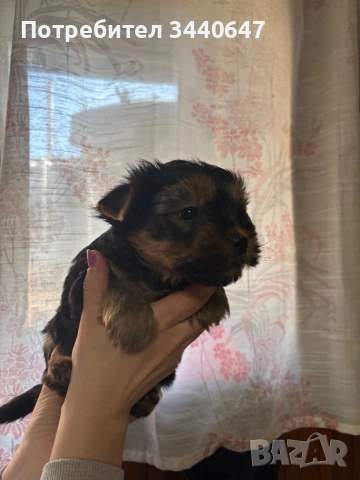 Мъжко йорки