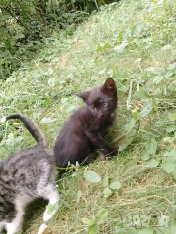 7 Бебета котета - котки - Перник , снимка 4 - Други - 46323717