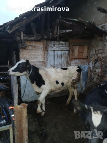 2 женски по 200 кг 230 кг, снимка 2 - Крави - 53423718