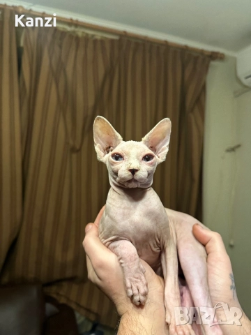 Сфинкс Sphynx, снимка 7 - Сфинксове - 52901293