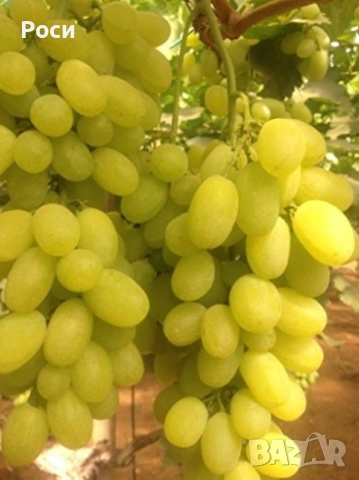Резници на бяло десертно грозде Болгар, снимка 2 - Разсади - 53860433