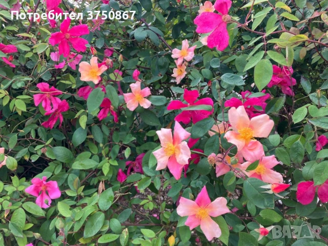 🌹 РОЗА 🌹 Chinensis Mutabilis Rosa, снимка 2 - Градински цветя и растения - 53690002