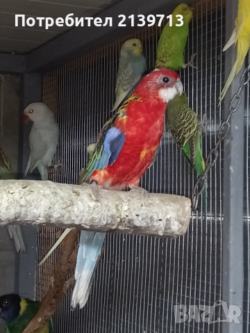 Продавам папагал пенантова розела, снимка 8 - Папагали - 51671575