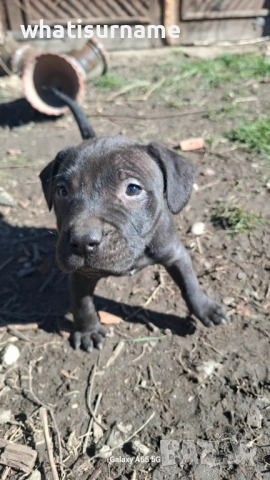 Женско куче Питбул, снимка 4 - Други - 53682476