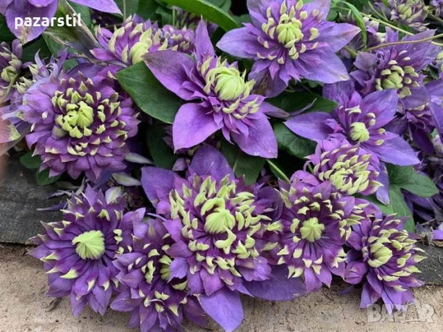 КЛЕМАТИСИ , снимка 8 - Градински цветя и растения - 54105054