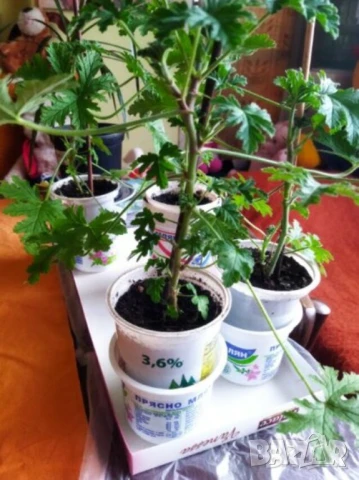 Пластмасови КОФИЧКИ 500 мл Кофи тип Саксии за Разсад Кутии Контейнери за Съхранение БАРТЕР, снимка 6 - Саксии и кашпи - 51099269