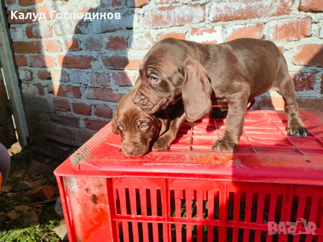 Продавам кученца , снимка 6 - Други - 53374412