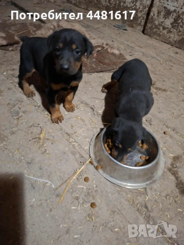 Чистокръвни добермани, снимка 4 - Доберман - 53405620