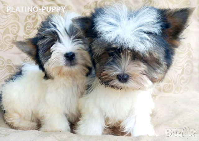 Йорки Бивер, снимка 6 - Йоркширски териер - 52465850