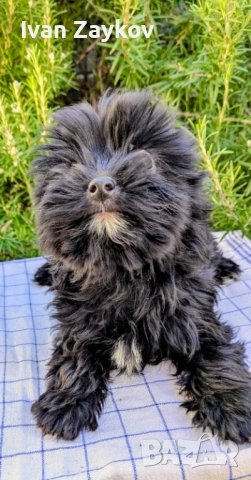 Мини черно момиче йорки, снимка 3 - Йоркширски териер - 53666441