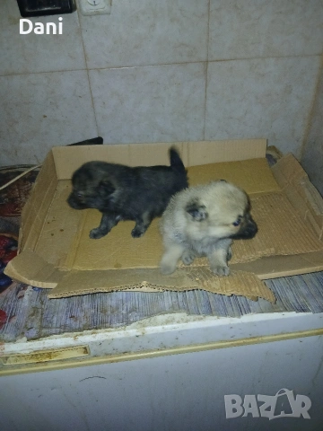 Mini wpicove, снимка 2 - Шпиц - 53598502