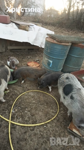 Виетнамски прасета, снимка 3 - Прасета - 52469489