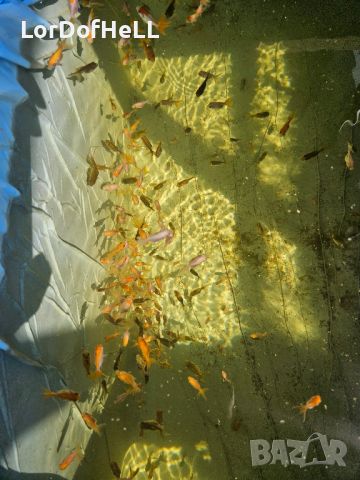 Златни рибки "Оранди", снимка 2 - Рибки - 44845209