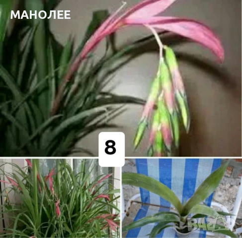 Саксийни цветя - 8 вида 3 НЕЗАСАДЕНИ КОРЕНА В ЕДИН ПАКЕТ /видове по избор/ ЗА 20 ЛВ. / 10,23 € ., снимка 9 - Градински цветя и растения - 52047799