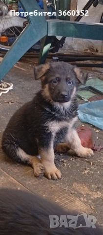 Немски овчарки на 50 дни с поставена първа ваксина и паспорт