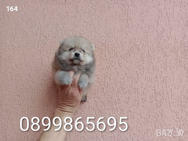 Померани. Реални снимки от 29.03.26 г., снимка 3 - Померан - 54012761