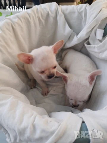 Продавам чихуахуа, снимка 12 - Чихуахуа - 51161252