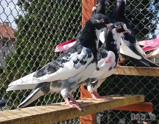 Пазарджишки гълъби , снимка 5 - Гълъби - 54061614