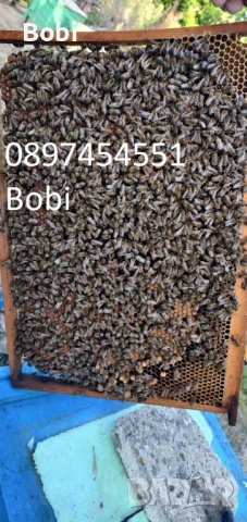 Малки Пчелни Семейства Отводки, снимка 11 - За пчели - 54058330