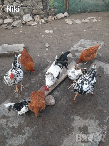 Продавам млади домашни кокошки и петли , снимка 4 - Кокошки и пуйки - 53255230