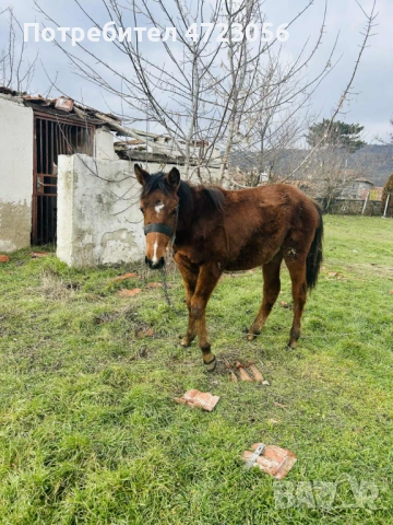 Кобила на 8 месеца