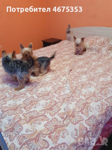  Мини Йорки йоркширски териер 4 кученца, снимка 17 - Йоркширски териер - 52770169