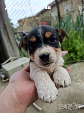 Малка девойка и малък герой , снимка 4 - Джак ръсел териер - 54221917