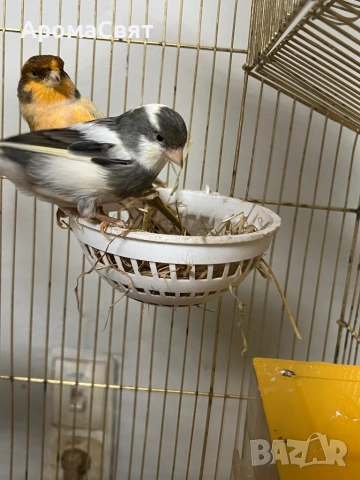 Двойка канари, снимка 2 - Канари - 54189635