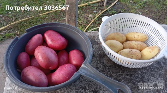 Картофи, лук - пресни, джоджен, магданоз.