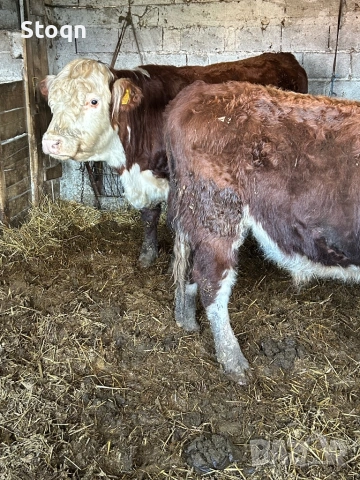 Продавам Мъжки Телета, снимка 2 - Крави - 53762475