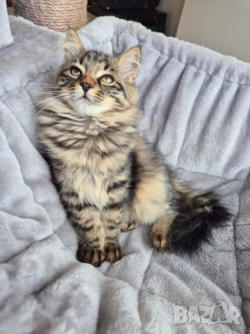 Сибирско котенце, класическо таби, 3 м, Бургас, сибирче, коте, снимка 2 - Сибирски - 52342610