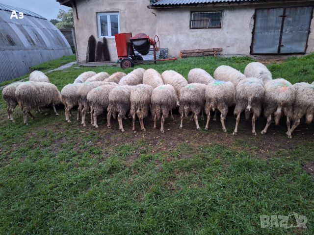 Продавам ялови овце, снимка 1 - Овце - 45697852