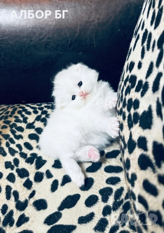 Шотландски котета, снимка 13 - Британска късокосместа - 53060977